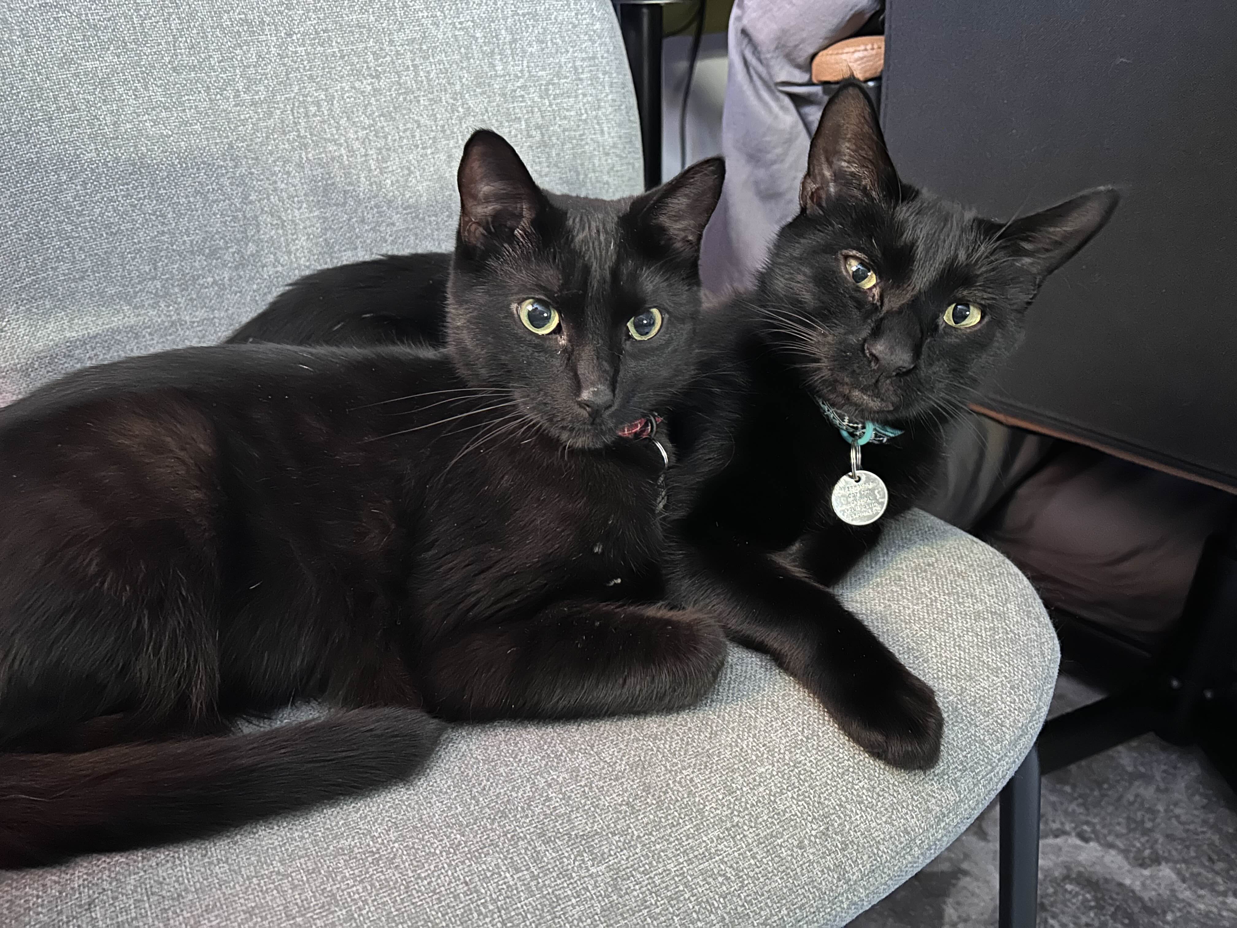 a picture of two black cats sitting on a grey chair.