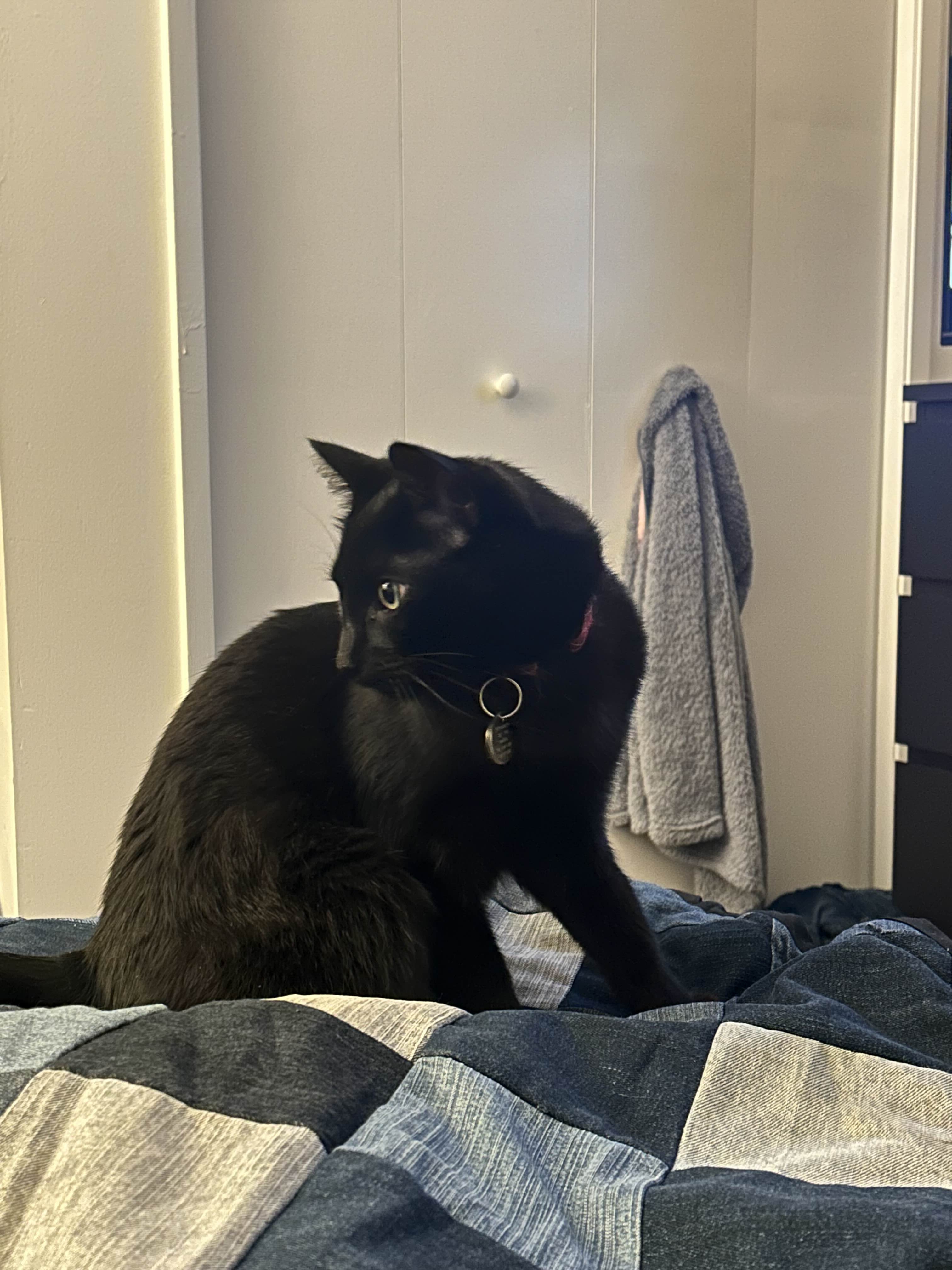 a picture of a black cat sitting on a bed, looking over his left shoulder